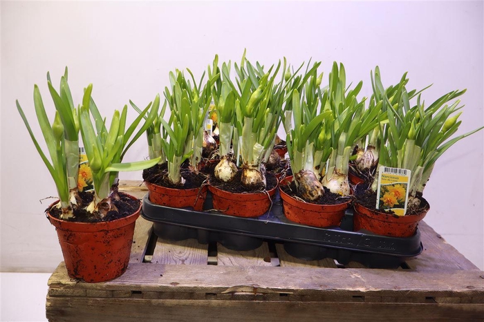 <h4>arr8 Narc Tete De Luxe</h4>