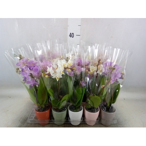 Phalaenopsis   ...mini