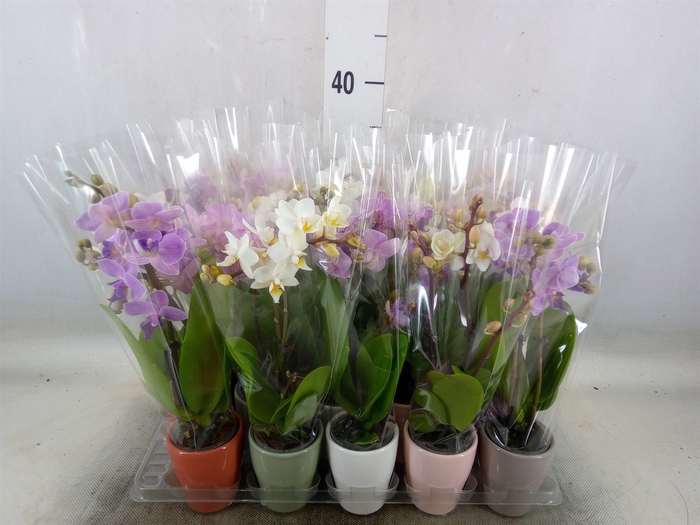 <h4>Phalaenopsis   ...mini</h4>