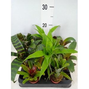Bromelia   ...mix