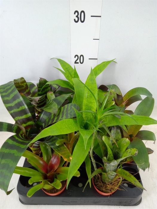 <h4>Bromelia   ...mix</h4>