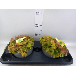 Sempervivum   ...