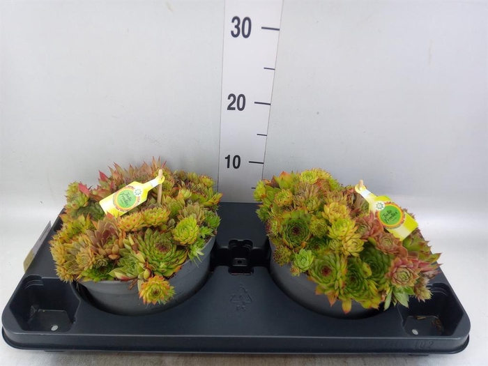 <h4>Sempervivum   ...</h4>
