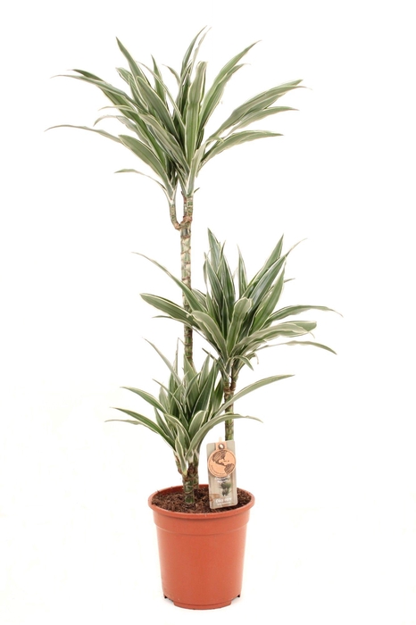 <h4>Deremensis P21 60-30-15 Warneckei</h4>