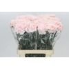 Dianthus St Maruchi