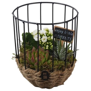 PTIB5278 Arrangement Indoor in touwmand met metaal