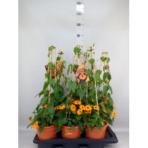 Thunbergia alata 'Orange BlackEye'