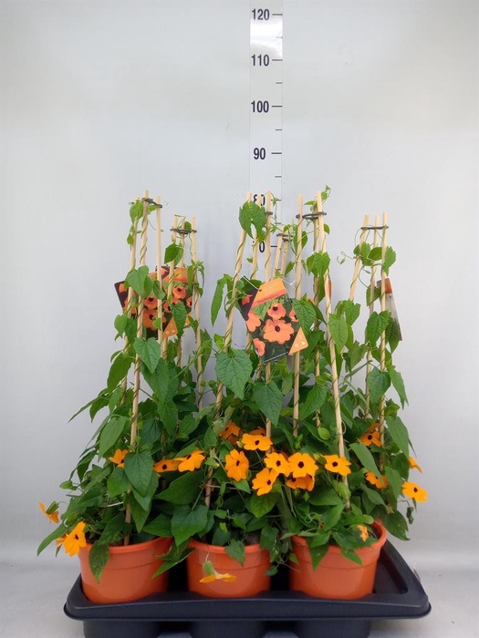 <h4>Thunbergia alata 'Orange BlackEye'</h4>