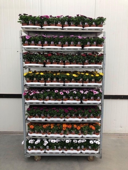 <h4>Osteospermum</h4>