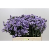 Limonium Sinuatum Donau Birds