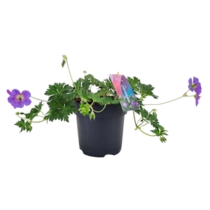 Geranium Bloom Me Away p17