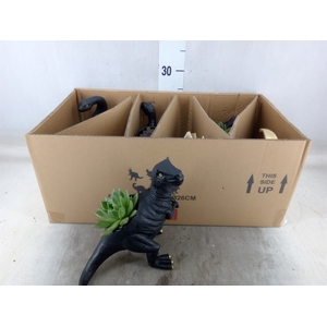Arr.  Succulents L%