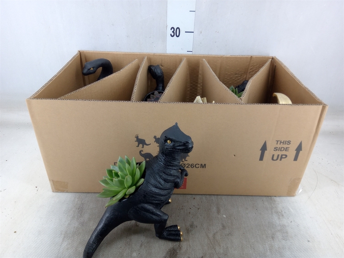 <h4>Arr.  Succulents L%</h4>