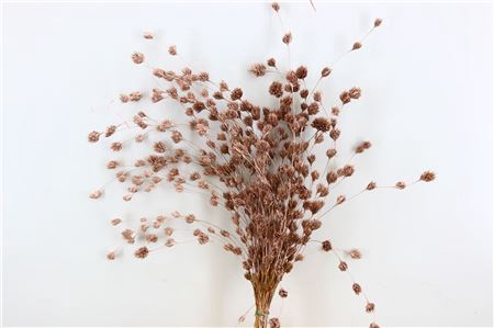 <h4>Dried Wheep Bamboo Champagne Bunch Slv</h4>