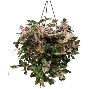 Tradescantia 'tricolor' Hang