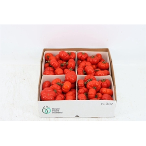 Sier Cuc Solanum Red X4
