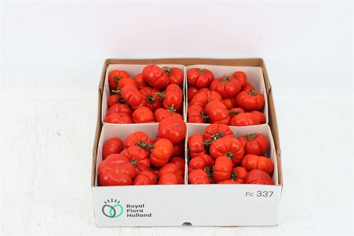 <h4>Sier Cuc Solanum Red X4</h4>