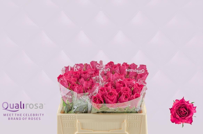 <h4>R Gr Madam Cerise</h4>