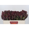 Leucadendron Senorita