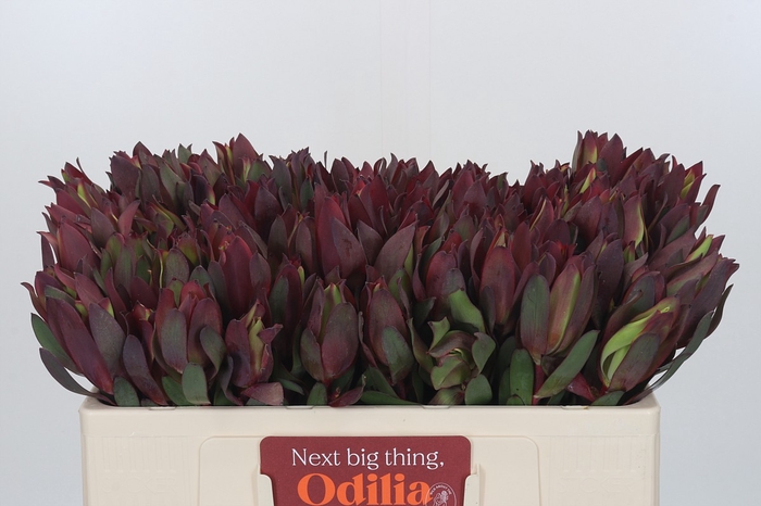 Leucadendron Senorita
