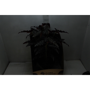 BEGONIA MACULATA P20 PO