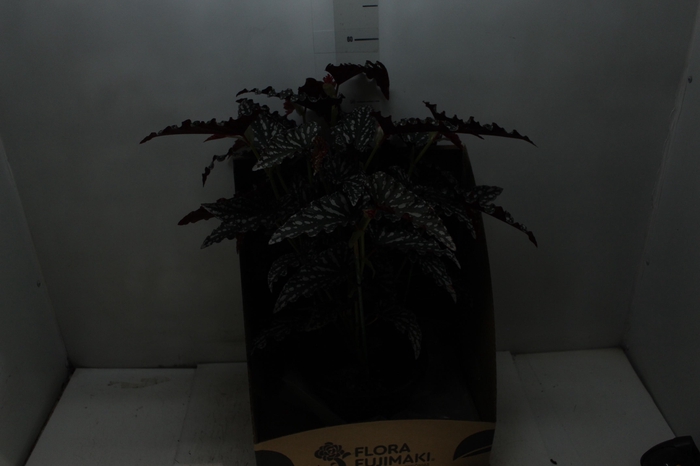 <h4>BEGONIA MACULATA P20 PO</h4>