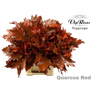 QUERCUS RED