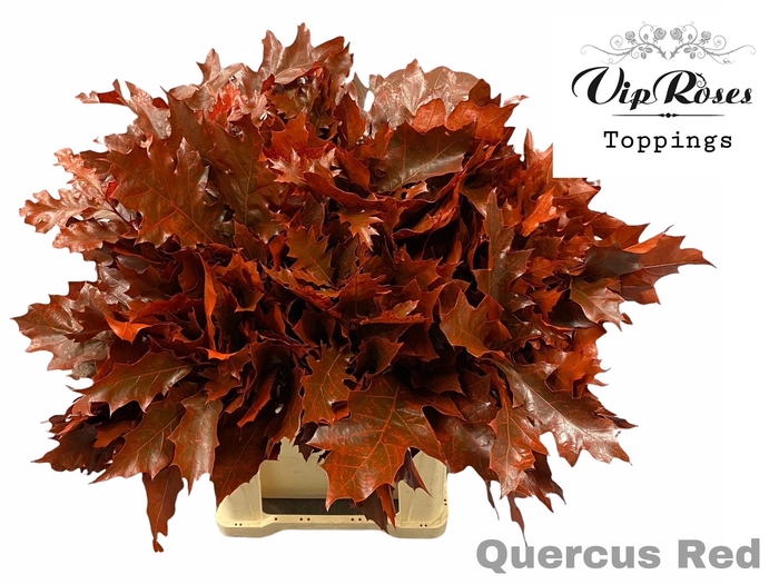 QUERCUS RED