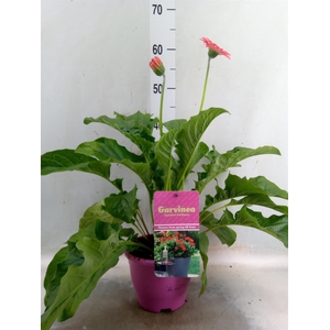 Gerbera  'Garvinea Sweet Heart'