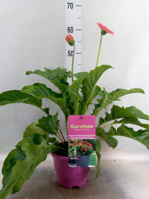 <h4>Gerbera  'Garvinea Sweet Heart'</h4>