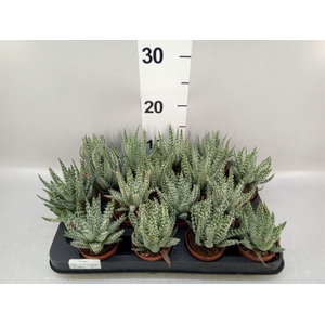 Aloe humilis