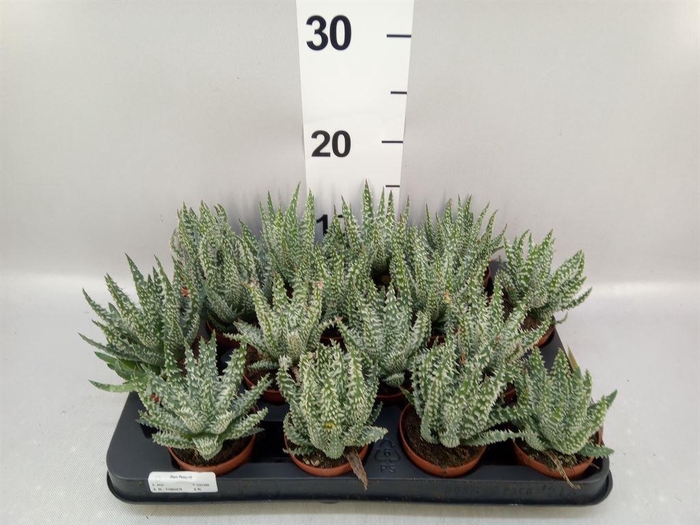 <h4>Aloe humilis</h4>