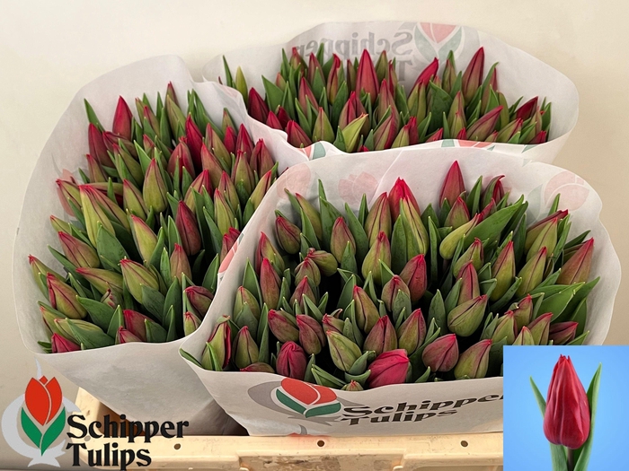 <h4>TU EN STRONG LOVE</h4>