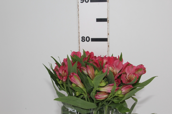 ALSTROEMERIA NIKITA 080 CM