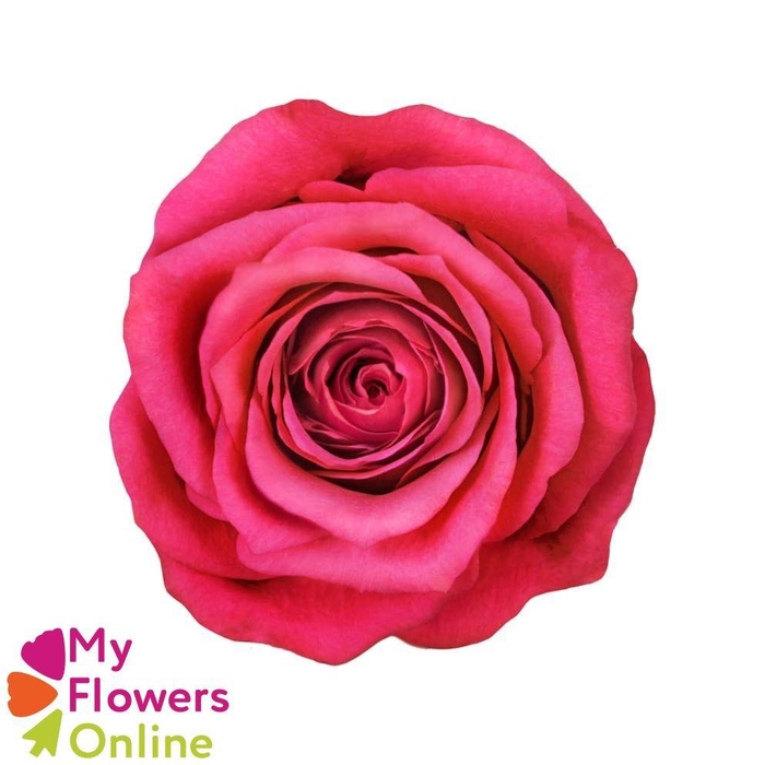 <h4>R Gr Cherry-O! Hot Pink 50cm EC</h4>