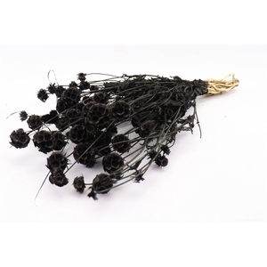 DRY SCABIOSA BLACK PBS