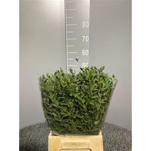 Euca Parvifolia 150gr