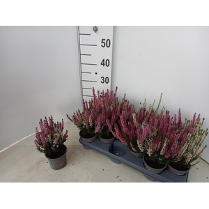 CALLU BL STARLI GEM