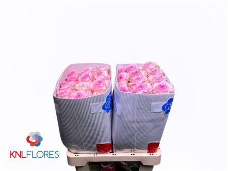 <h4>R Gr Mandala Ec</h4>