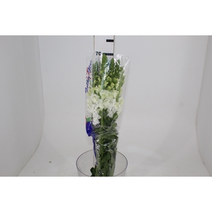BOCA DE LEAO POTOMAC WHITE 070 CM