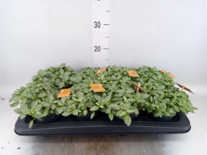 <h4>Fittonia verschaf.</h4>