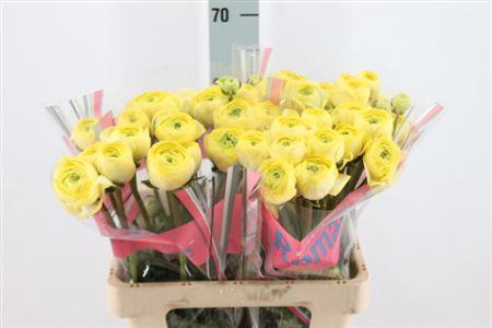 <h4>Ranunculus Romance Quimper 60cm</h4>