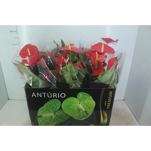 ANTHURIUM MICHIGAN P17 PREMIUM