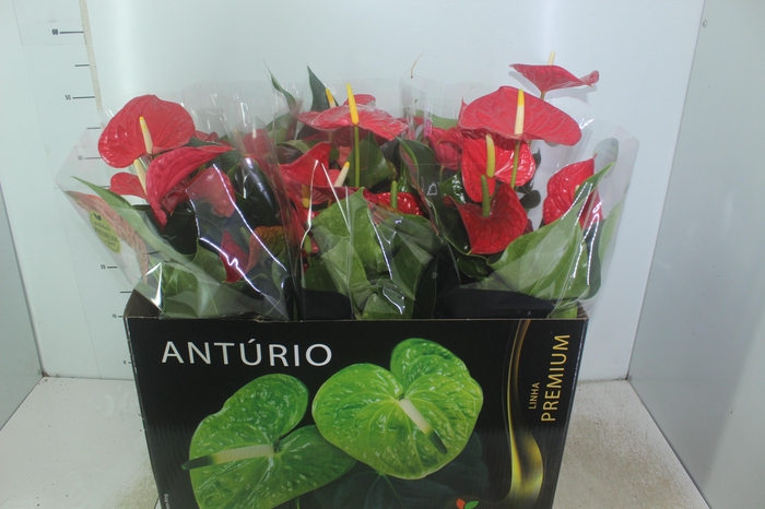 <h4>ANTHURIUM MICHIGAN P17 PREMIUM</h4>