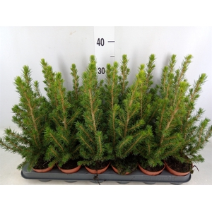 Picea glauca 'Conica'