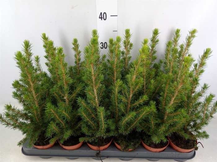 <h4>Picea glauca 'Conica'</h4>