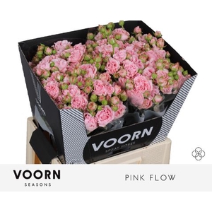 R TR PINK FLOW