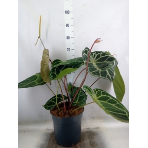 Anthurium crys. 'Karma Crystal Hyb'