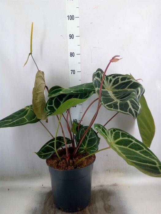 <h4>Anthurium crys. 'Karma Crystal Hyb'</h4>