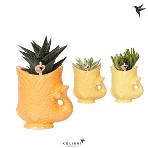 Kolibri Greens Succulenten mix in Fish pot yellow mix